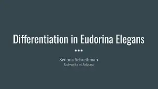 Differentiation in Eudorina elegans presented by S.S