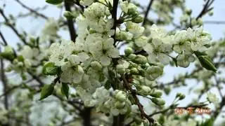 Витебск. Наше кино без названия
