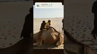 A girl and her husband suckle a baby camel.