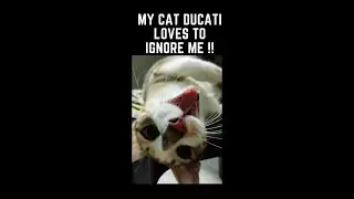 Cat loves to ignore her human | Cat squad - Ducati and Ninja | Simba's Squad #shorts