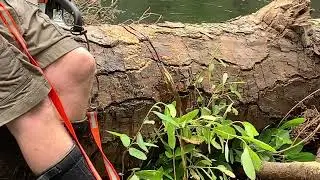 Tree water pouring from Drag Under Left --Shirley Kokidko @ Suwannee R. Chainsaw Cleanup 2023-06-10