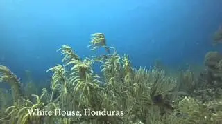100 Dives: The Digital Dive Log