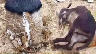 Super stress-relieving donkey hoof trimming collection | ASMR | Donkey hoof cutting sound
