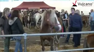 Vulcano Brennstoffe Bilder - Pferdemarkt Pr&uuml;m 2014