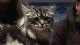 A Bari l'Esposizione Internazionale Felina, i gatti più belli del mondo sono campioni pluripremiati