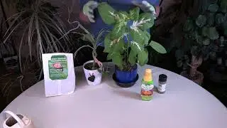 How Fertilizer Burn Harms Houseplants/How to Spot and Avoid