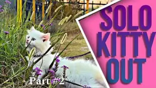Cat's Perfect Day Out ~ Solo Kitty Adventure 🫣 Part #2 | Meow Meow Cats