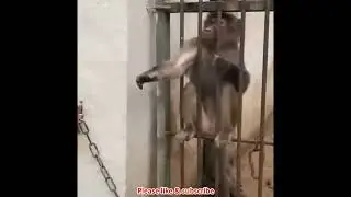 Monkey getting angry when he refused food #shorts #monkey #refused #food #angry #monkey angry #123