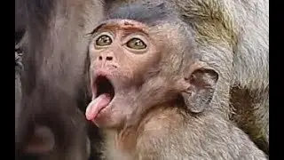 Oh ! What happen wrong to you Lori | So poor baby Lori look like has problem in throat .