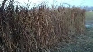 Field 25 blind. Covered in cattails and reeds.