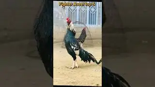 Fighter Aseel top 5 rooster #aseel #youtubeshorts #birds