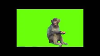 Monkey Green Screen Video || Funny Monkey Actions || Chroma Key || Content For Creators