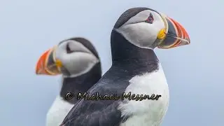 Bonavista, Eliston, Puffins, Trinity Bay