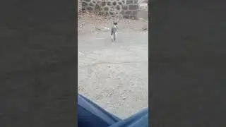 C@T HUNT #cat #shorts #youtubeshorts #trending #viral #viralvideo #shortvideo #ytshorts #short