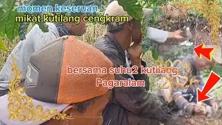 Suasana tegang melihat pikat, kutilang cengkram adu sekil dengan bl.super ganas,@Soleman865 