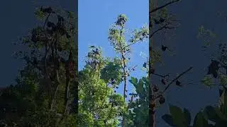 BAT SANCTUARY @ Poblacion 1 Brgy. Maligaya Jiabong Samar