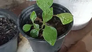 Little Chinese plumbago