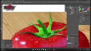 TOMATO VECTOR|uksillustrator