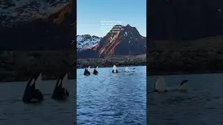 Massive orcas in Lofoten Islands, Norway 🐋 ❄️ #shorts #travel #fyp
