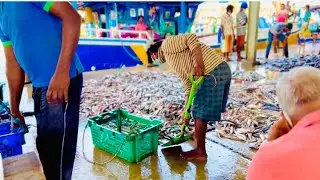 Fishing Harbor Sri Lanka
