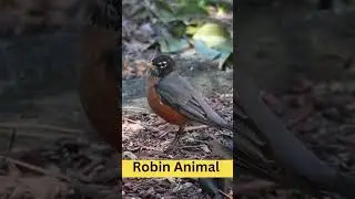 Robin Animal -  Physical Characteristics - Habitat - Diet - Behavior - 101 Facts #usa  #animal