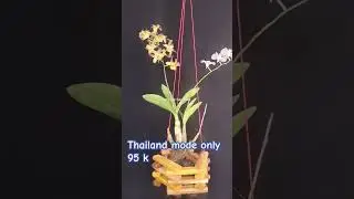 Thailand mode mix enoby x jairak min(95.000)