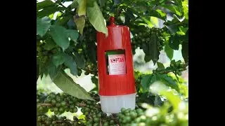 Koptan feromon pengendali hama penggerek buah kopi PBKo