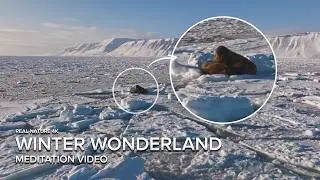 Calm Over Ice and Snow | 4K Real Nature