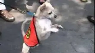 Mayor's Alliance for NYC's Animals