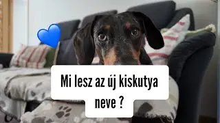 Mi lesz az új kiskutya neve ? Merlin kezdő csomagot készít neki 💙🐶 #merlinkalandok