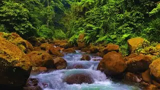 Fresh Morning Calm 🌿 Gentle River Flow and Birds Singing for Meditation and Deep Breathing