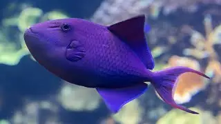 Redtoothed Blue Triggerfish