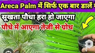 फ्री की फ़र्टिलाइज़र से आपका एरिका पाम होगा हरा भरा और घना जानिये कैसे 