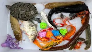 Kem Chanel lái công nông bắt cá trong chum có cá chép, rùa con màu sắc, cá koi, axolotl, con vịt