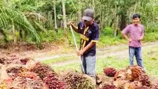 Harga TBS sawit semakin tinggi, petani sawit bisa cepat sukses kalau begini 🤔