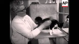 MANX CATTERY