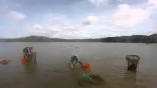 Clausen Oysters Harvest Party Coos Bay Oregon