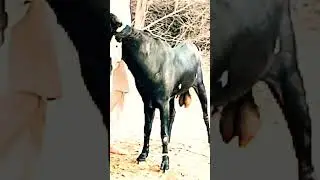 King Beetal goat farm the best animals