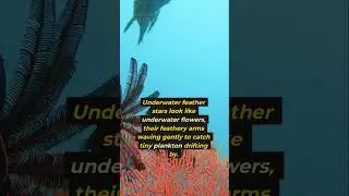 Feather Star: The Ocean&rsquo;s Delicate But Deadly Hunter! #FeatherStar #MarineLife #OceanHunters