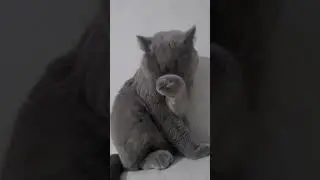 #cat #котики 😺😸😹😻😼😽😾Мои 7 кошечек,2кота и 5кошечек💗💗💗💗💗💗💗
