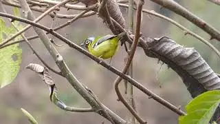 Black-eared Shrike-babbler, Pteruthius melanotis, Mishmi Hills, Arunachal Pradesh, India 5 Febr 2025