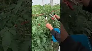 Tomato Trellising for Maximum Yield #farmingtech #satisfying #agriculture #farming #maximumyield