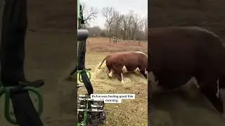 Rufus attacked the hay #rufusthebull #cow #bullfarm