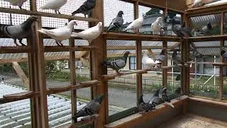 ２０２２－０６－２０　種鳩の雌群
