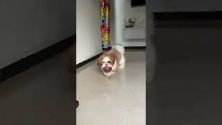 Funny puppy playing video🐶💕 | Kyro the Shihtzu dog #dogvideos #trending #shorts #viral