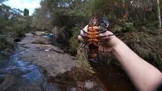 Eaustacus Spinifer (The Giant Spiny Crayfish) - 04.05.2022