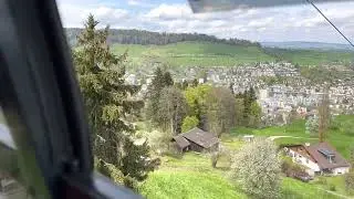 Cows with cowbells Lucerne, Switzerland by Mt Pilates Viking river cruise April 2023