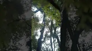 Tararua Forest Park sounds