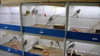 Zuchttagebuch 2013 - Tag 41: Die ersten Jungv&ouml;gel fliegen aus