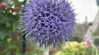 The Garden - Earth Tree Healing (Mums garden)